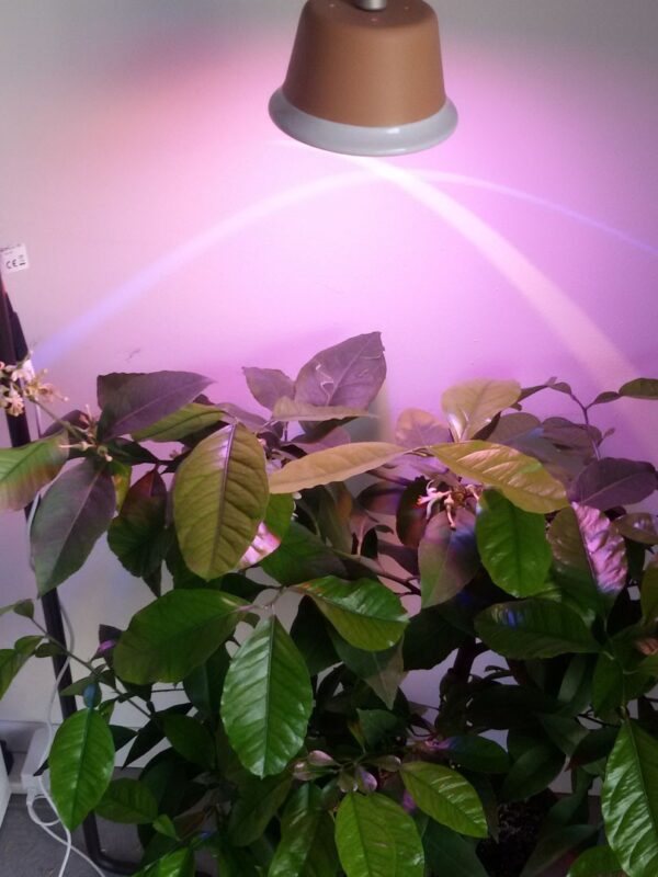 Lampada per piante Chlorophyll
