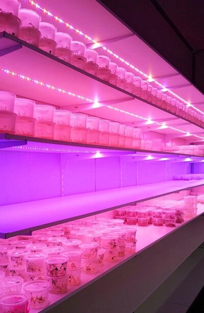 Striscia LED per coltivazione indoor