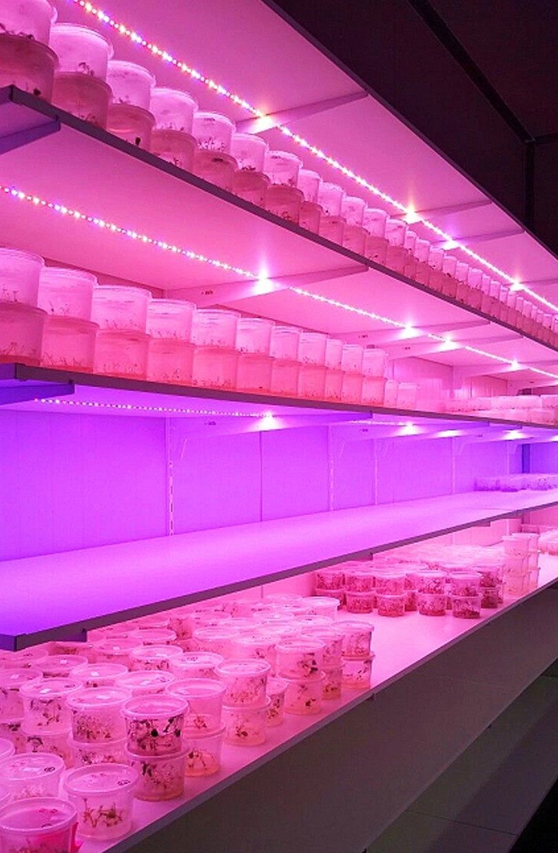 Strisce di luci di coltivazione a led per piante da interno, luce